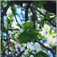Яблони в цвету :: muh5257 
