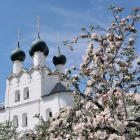 Сад Ростовского кремля, белоснежное цветение возле белых древних стен :: Николай Белавин