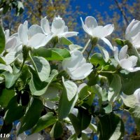 Опять весна на белом свете! :: Нина Бутко