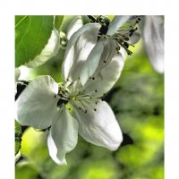Цветок яблони :: Виталий 