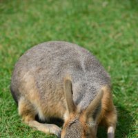 Патагонский заяц-Мара :: Тамара Бедай 