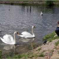 Доверие. :: Роланд Дубровский