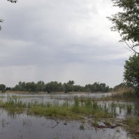 Дождливый майский день :: Леонид 