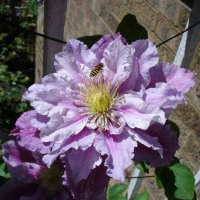 Клематис - чудо цветок :: Тамара Бедай 