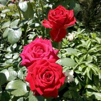 Майские розы Фото №10 :: Владимир Бровко