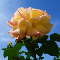 "Роза – символ совершенства..." :: Galina Dzubina