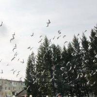 Вспорхнули голуби. :: Олег Афанасьевич Сергеев