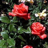 Майские розы Фото №15 :: Владимир Бровко