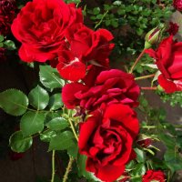 Любима роза, без сомненья, Природы дивное творенье.... :: Galina Dzubina