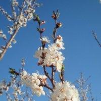 Абрикосовая весна :: Стас Борискин (STArSphoto)