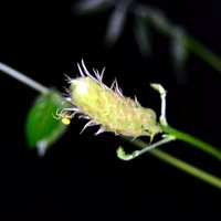 Скоро распустится цветок глицинии в Подмосковье Блю Мун :: Лариса Терехова 