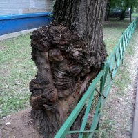 Тайны времён... Интересно, если бы, это дерево могло заговорить, о чём бы, оно поведало людям!? :: Ольга Кривых