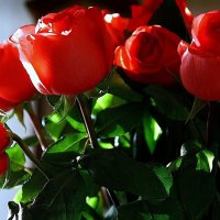 Алые розы в лучах заката :: san05 -  Александр Савицкий