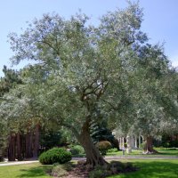 Оливковое дерево в оливковой роще. :: Валерий Новиков