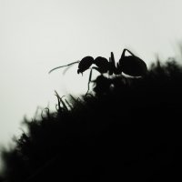 Из жизни насекомых :: Оксана Пучкова
