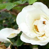 Белые розы... :: Людмила Алейникова
