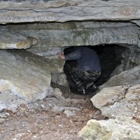 Кольцовские пещеры :: Лариса Вишневская