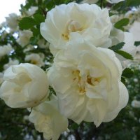 куст белой розы :: Ася Зырянова