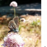 Утренние бабочки крымских гор... Morning butterflies of the Crimean mountains... :: Сергей Леонтьев