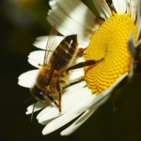 пчелка :: Седа Ковтун
