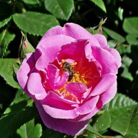 Роза и пчела :: Владимир Бровко
