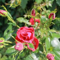 розы :: tina kulikowa