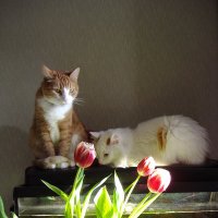 кот и кошка :: Владимир 