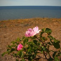 На высоком берегу, у моря, розы нежные по-прежнему стоят. :: Михаил Лесин