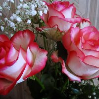 Нежная красота роз. :: Ирина 