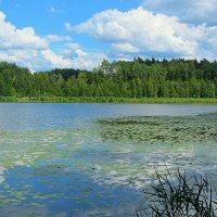 Лесное озеро :: Виталий Андрейчук