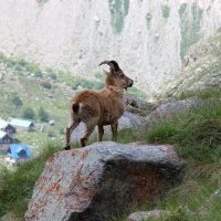 В размышлениях :: Светлана Попова