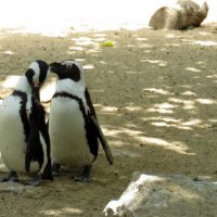 Очковые пингвины :: Герович Лилия 