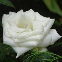 Белая роза :: Милешкин Владимир Алексеевич 