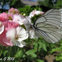 Бабочка белянка на цветке турецкой гвоздики :: OLLES 