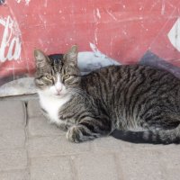 магазинный котик :: Ася Зырянова