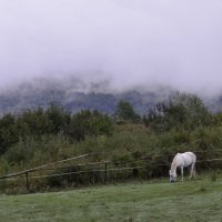 Утро белого коня. :: Николай Ярёменко