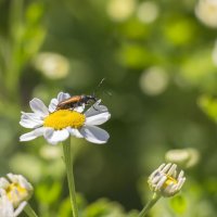 На цветочке :: Нина Кутина