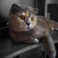 Неповторимы кошки и красивы.. :: Людмила Богданова (Скачко)