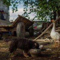 сельский двор :: Taras Oreshnikov