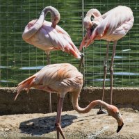 Розовый фламинго :: Виктор Филиппов
