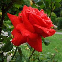 "О, роза красная! Ты – символ страсти..." :: Galina Dzubina