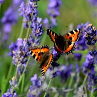 Бабочки на лаванде :: Ольга Митрофанова