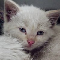 Взгляд котёнка :: Светлана Рябова-Шатунова