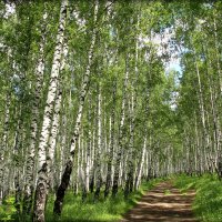 Дорога в рощу заманила.. :: Александр Шимохин