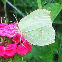 Бабочка на цветке :: Лариса 