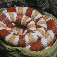 Гондурасская молочная змея... :: Наташа *****