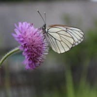 Бабочка на цветке :: Таисия Селищева