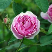 Одна роза может быть моим садом… Один друг — моим миром! :: Андрей Заломленков