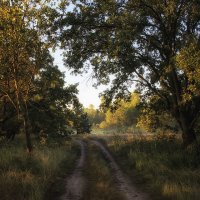 Утренняя прогулка по лесной дороге :: Ирина Приходько
