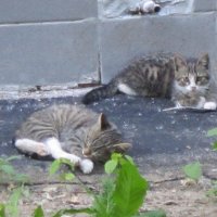 Два серых котёнка :: Дмитрий Никитин